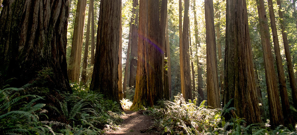 forest trees trail geardad